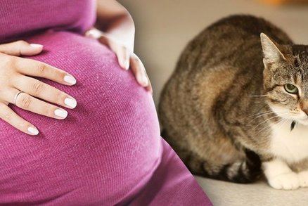 ما هي أضرار القطط على الحامل؟
